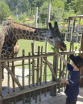 Child feeding giraffe at the zoo