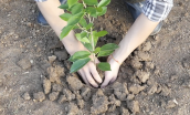 person planting a plant