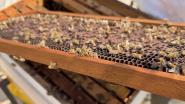 Close-up of honey bees working on a honeycomb frame inside a beehive, showing the active bee colony supported by DP World’s bee conservation initiative in Ecuador.
