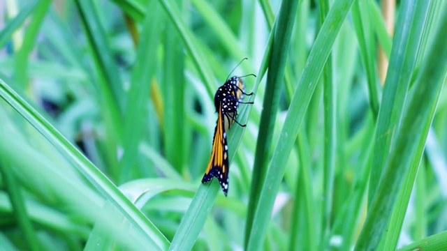 Wildlife Thrives at Bacardi Bottling Facility