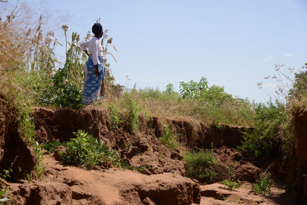 World Agroforestry Centre: Regreening Africa!