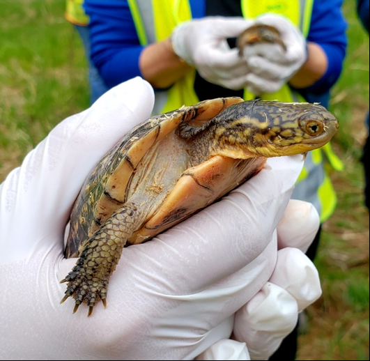 Consumers Energy Releases 12 Rare Blanding's Turtles...