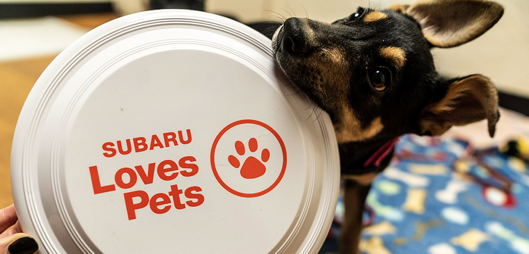The Aspca Subaru Loves Pets Grant Program Helps Find Homes