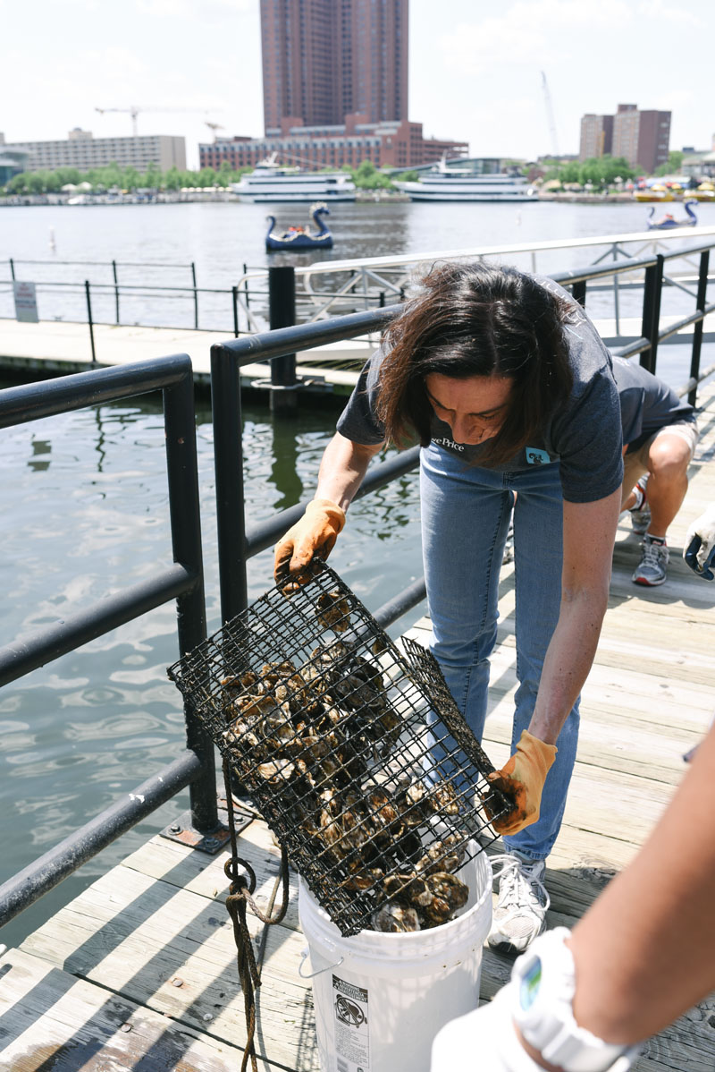Raising Oysters for a Healthy Harbor in Baltimore