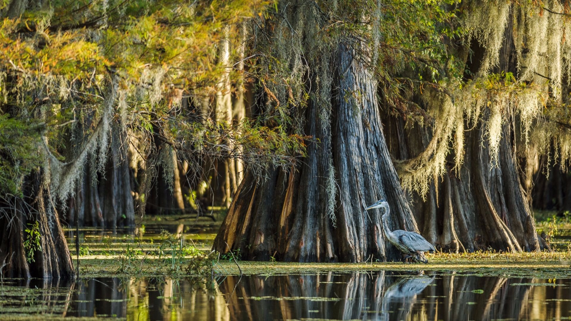 Baldcypress king of the swamp 3bl media