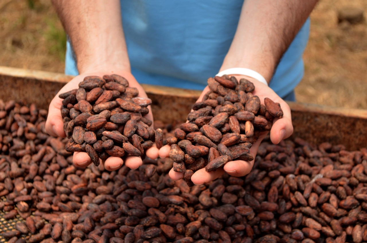 Cacao Bean Exporter and Chocolate Producer Boosting Liveliho