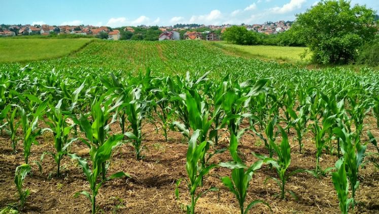Why Soil Health Matters For Food And Beverage Businesses