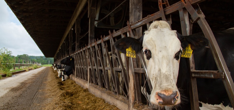 Hershey And Land O Lakes Partner On Sustainability For Dairy