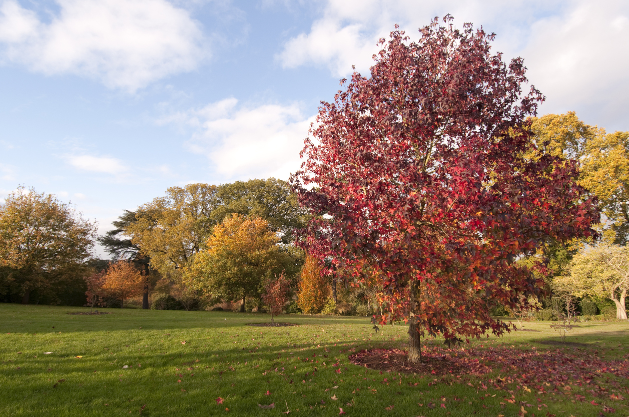 fast growing shade trees fast growing shade trees