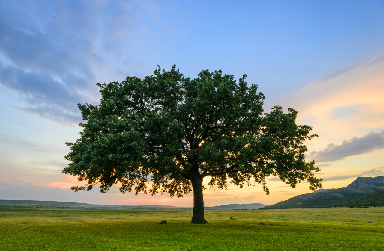 12 Fast Growing Shade Trees