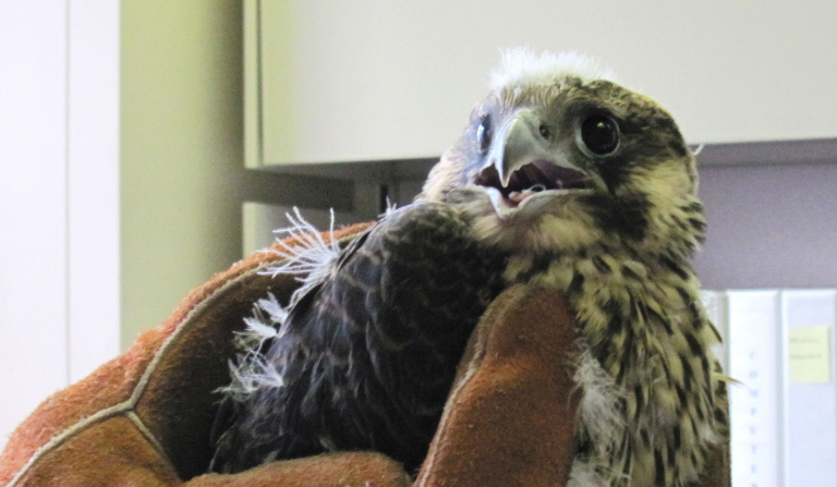 Consumers Energy Saving Endangered Peregrine Falcons