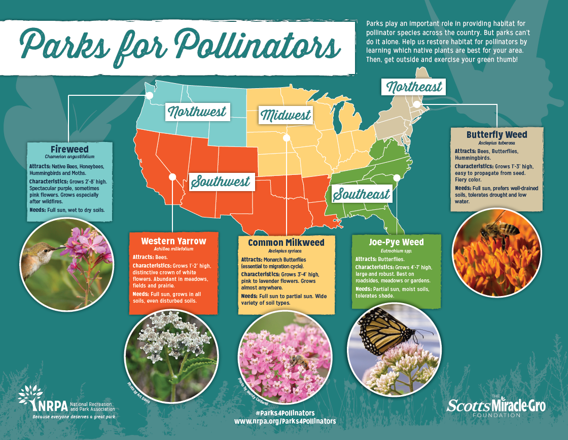INFOGRAPHIC Learn About Parks for Pollinators