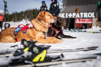 For every information form received during the WinterFest tour, Subaru will donate $1 to the Subaru National Ski Patrol Avalanche Rescue Dog Scholarship Fund, created in unison with NSP to send avalanche rescue K-9 teams to the biannual Wasatch Backcountry Rescue’s International Dog School.