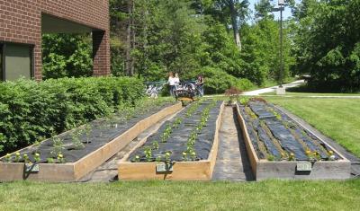 In its first year, Timberland’s Victory Garden featured raised beds made of rough cut hemlock, and successfully engaged employees to use volunteer hours and raise money for the New Hampshire Food Bank with the sale of the harvest.