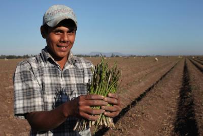 Guadalupe Pascual, 21, migrant worker on the Campos Borquez Farm from Acayucan, Veracruz, holds recently-harvested Fair Trade Certified asparagus.