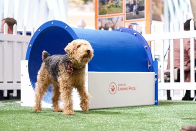Subaru Partners with Midwest Animal Rescue and Services (MARS) to Help Pets Find Loving Homes at the 2019 Twin Cities Auto Show.