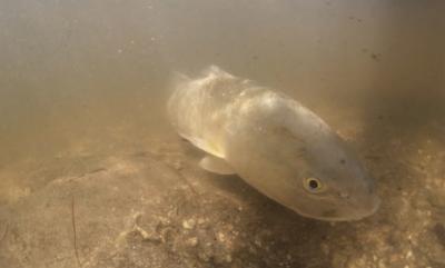 Eric Latimer and his team raised 16,000 juvenile redfish and 300 adults, like this one, that are six to seven years old.
