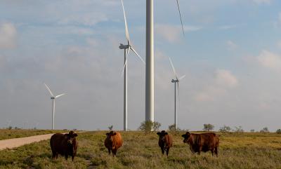 The Los Vientos Windpower Project covers thousands of acres in south Texas, where bats are plentiful. It was the perfect location for Sara Weaver to study how bats and wind energy can coexist.