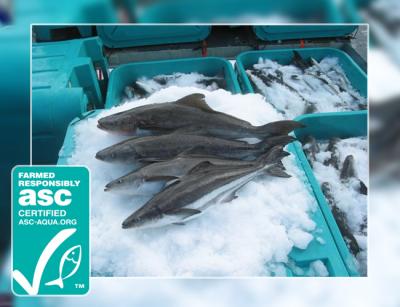 Open Blue Sea Farms achieves world’s 1st ASC Certification for cobia farms