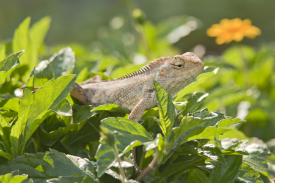 GM Employees celebrated GM’s now 71 natural wildlife habitats by submitting their local photos for the company’s annual calendar. Anupam Mondal spotted this oriental garden lizard basking in the sun outside of the Parts Distribution Center in Talegaon, India.
