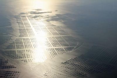 Aerial photo of a nori seaweed farm in Japan that is participating in the Oceans 2050 Seaweed Carbon Farming Project