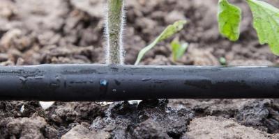 Drip irrigation can provide water-use efficiency of more than 95%