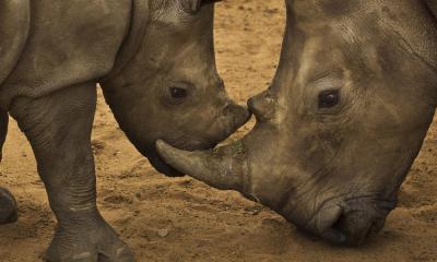Copyright Brent Stirton/Getty Images/WWF-UK
