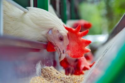 The U.S. Soy SSAP is one of the largest sustainability verification programs in the agriculture industry, outlining biodiversity, sustainable production practices, public and labor health and continuous improvement of farming practices.