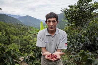 Norbil Becerra with coffee cherries in the Alto Mayo Protected Forest, Peru, where communities are harvesting a living from the land while protecting it from deforestation.