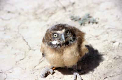 Bird watchers hope to see burrowing owls like this nesting in new artificial burrows built by SCE volunteers in Chino. Photo credits: Kara Donohue