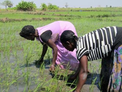 USING A FARMER DRIVEN DESIGN, GGEM’S MODEL TACKLES MALAWI’S AGRICULTURAL PAIN POINTS WHICH HAVE HISTORICALLY RESTRICTED FARMER PRODUCTIVITY AND PROFITABILITY.