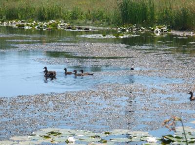 Brownstown Battery in Michigan maintains five storm ponds that support wetland vegetation and wildlife.
