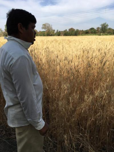 A farmer and his wheat crop in Ratanpur, near Sehore, India.