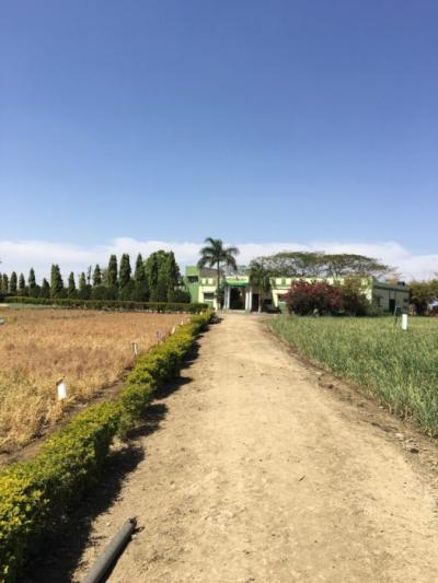 Center for Rural Development and Environment’s Research Ag Facility, Krishi Vigyan Kendra, Sewania. There are chickpeas on the left and onions on the right)