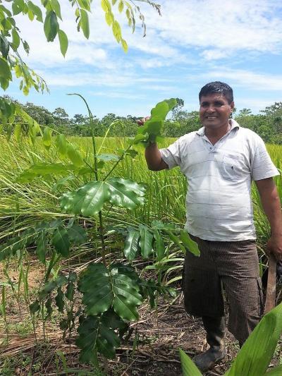 Planting high-value species in a mixed system to restore degraded land. Photo: World Agroforestry Centre/Valentina Robiglio