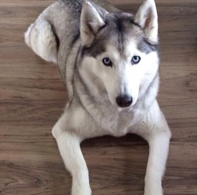Mike’s 11-year-old Husky, Skye