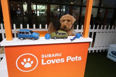Subaru Partners with Philadelphia Animal Welfare Society and Morris Animal Refuge to Host First-Ever Pet Adoption Event Inside Booth at the 2019 Philadelphia Auto Show
