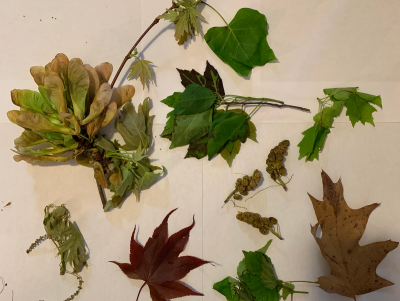 Subaru of America, in partnership with the American Association for the Advancement of Science (AAAS), creates science-based activities for families and online educational resources for educators. Pictured: Leaves collected for the activity, Leaf Walkabout! Photo credit: Suzanne Thurston.