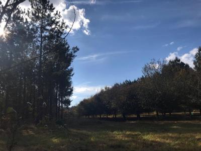 May Hall trees planted amongst pine trees at the FSC-certified tree farm | Image credit: Model4GreenLiving