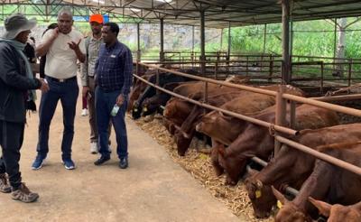 Members of the Ethiopian delegation touring the Wenyuan Cattle Company in Honghe. Photo: World Agroforestry Centre/Su Yufang