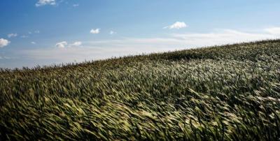 Rye grass is one type of cover crop used by farmers to preserve soil health for future harvests.