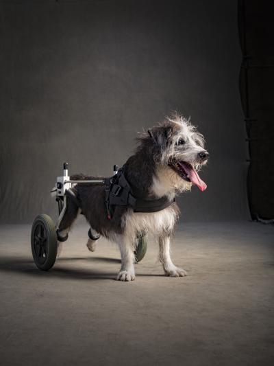 Subaru of America, in partnership with the ASPCA®, establishes first-ever “National Make a Dog’s Day” on October 22 to raise awareness for pet adoption by showing the world just how good it feels to make a dogs day. Caption: Photo credit: Vincent Musi.