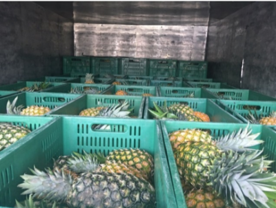 With support from GFN and PepsiCo, Asociación de Bancos de Alimentos de Colombia was able to purchase new trucks to move fresh produce – like these crates of pineapples – from rural areas to food banks across Colombia.