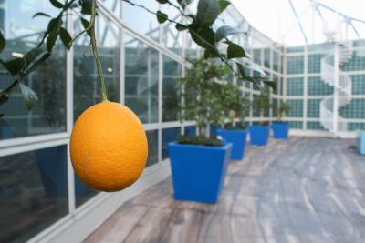 An orange hangs from the branch of a tree in front of a row of citrus trees at the Los Angeles Convention Center’s rooftop garden in downtown Los Angeles.