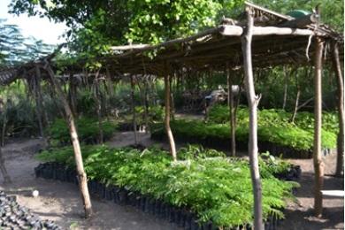 This small community nursery that is part of the SFA’s agroforestry network grows 10,000 new trees each year.