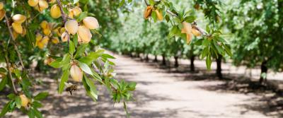 Honey bees pollinate a wide variety of orchard crops.