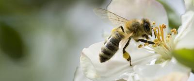 Pollinators are essential for 85% of the world's flowering plants.