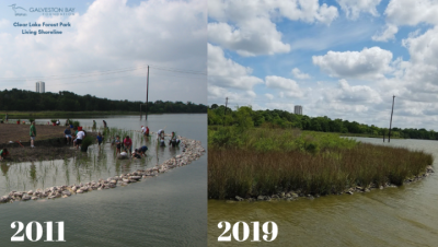 “Living shorelines” – or erosion control methods that closely mimic natural wetlands – have been an integral part of Galveston Bay Foundation’s restoration solutions for years. Pictured is our successful living shoreline at Clear Lake Forest Park.