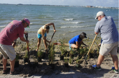 Planting shoreline plants