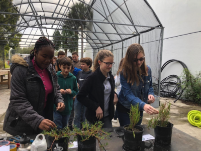 Students from Forest Grove Middle School learn about characteristics of different shoreline native plants, measuring growth of black mangrove seedlings.
